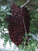 Bee swarm in tree