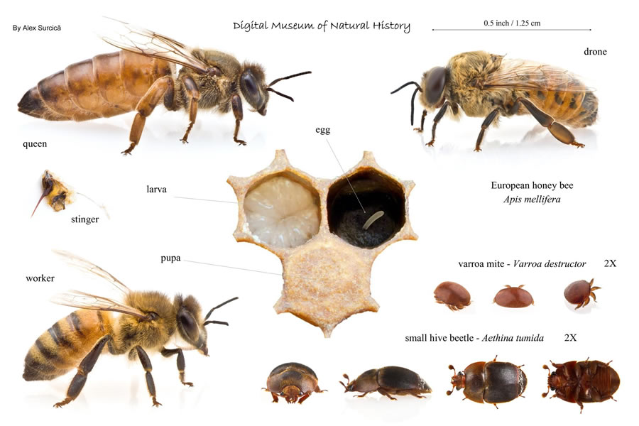 Queen Honey Bee Life Cycle Chart