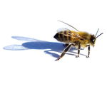 Apis mellifera - honey bee