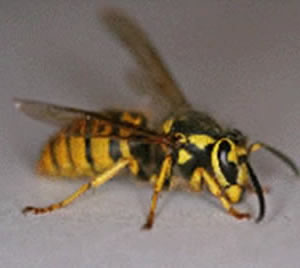 Common Wasp