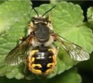 Wool carder bee