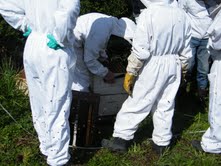 Club hive inspection 17 September 2011