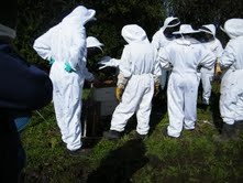 Club hive inspection 17 September 2011