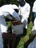 Club hive inspection 17 September 2011