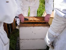 Club hive inspection 17 September 2011