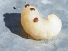 Bee Larvae with 3 Adult Varroa