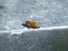 Healthy Worker Bee