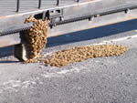 Bee swarm on gate