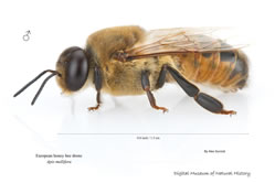 European Honey Bees - Male Drone
