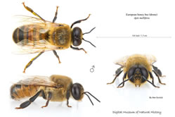 European Honey Bees - Male Drones