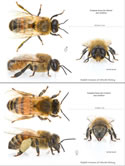 European Honey Bees - Workers and Drones