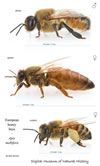 European Honey Bees