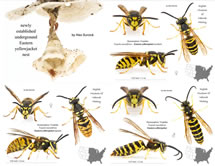 Common Wasps