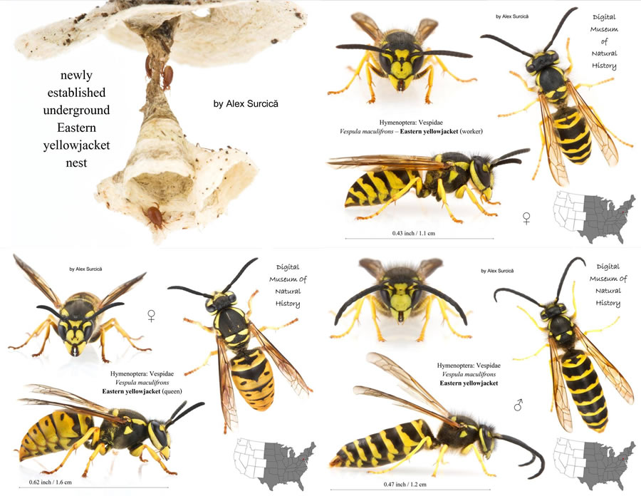 Yellow Jacket Wasp Life Cycle