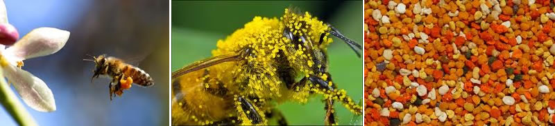 bee-pollen.jpg